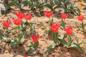 tulip_Toronto_1.jpg
