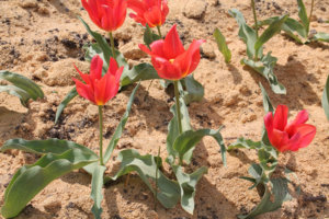 tulip_Toronto_2.jpg