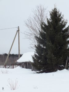 ель.jpg