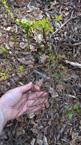 WP_20190510_14_00_51_Rich_LI.jpg