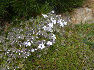DSCN9782.JPG