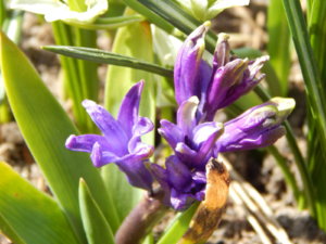 DSCN9733.JPG