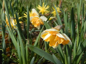 DSCN9812.JPG