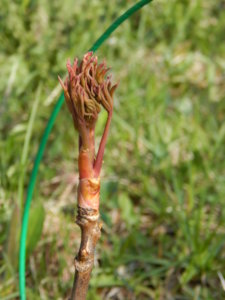 DSCN9803.JPG