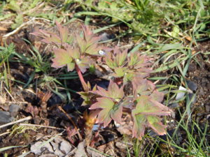DSCN9804.JPG