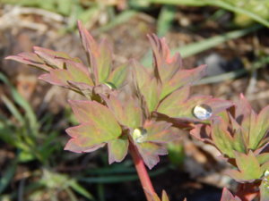 DSCN9805.JPG