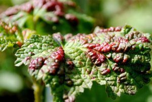 Gallovaia-tlia-na-smorodine-01.jpg