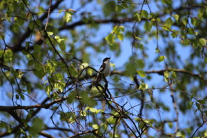 IMG_4838.JPG