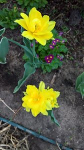 WP_20190514_14_07_23_Pro_LI.jpg
