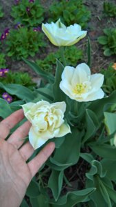WP_20190514_14_08_32_Pro_LI.jpg