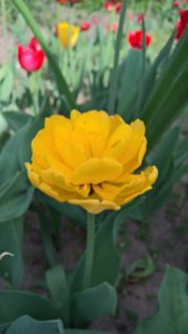 WP_20190514_14_10_22_Pro_LI.jpg