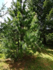 IMG_20190512_115425.jpg