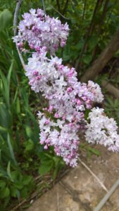 WP_20190515_11_41_12_Pro_LI.jpg