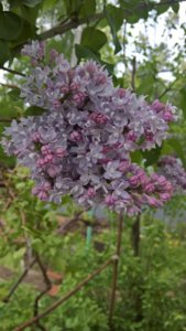 WP_20190515_11_41_27_Pro_LI.jpg