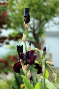 IMG_7689.JPG