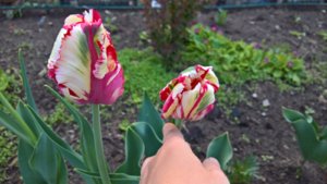WP_20190517_14_10_20_Pro_LI.jpg