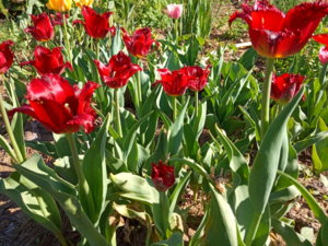 IMG_20190517_161355.jpg