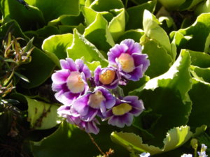 DSCN9906.JPG
