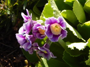 DSCN9910.JPG