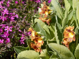 DSCN9971.JPG