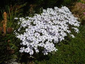 DSCN9915.JPG