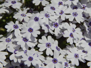 DSCN9917.JPG