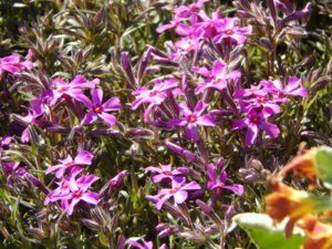 DSCN9905.JPG
