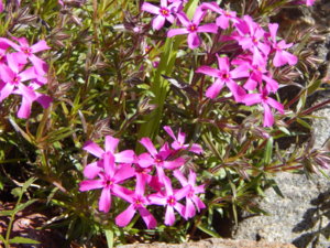 DSCN9939.JPG
