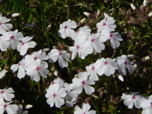 DSCN9879.JPG