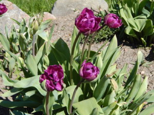 DSCN9869.JPG