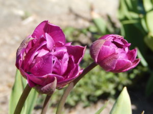 DSCN9871.JPG