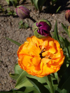 DSCN9883.JPG