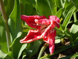 DSCN9887.JPG