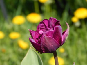 DSCN9966.JPG