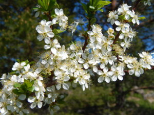 DSCN9937.JPG