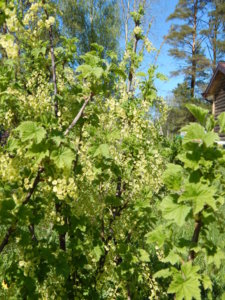 DSCN9928.JPG