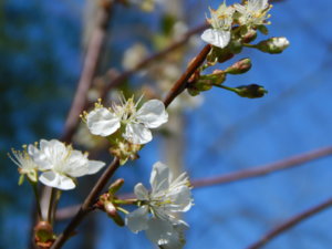 DSCN9933.JPG