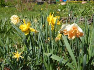 DSCN9924.JPG