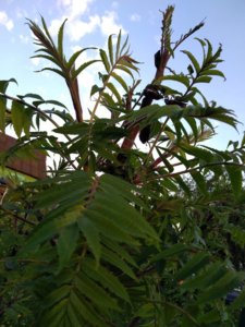IMG_20190517_194334.jpg