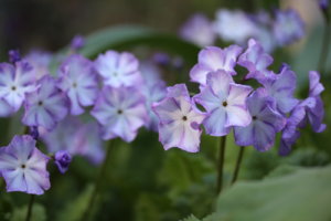 IMG_5352.JPG