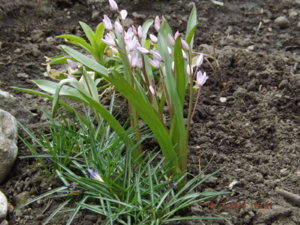 2015.05.18.Chionodoxa Хиодонокса  «Pink Giant» (Пинк Джайнт) и крокус Триколор_ DSCF3500.JPG