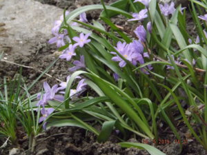 2019.05.18 Chionodoxa Violet Beauty_ DSCF3499.JPG