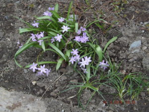 2019.05.18 Chionodoxa Violet Beauty_ DSCF3516.JPG