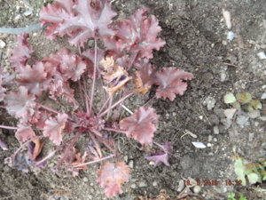 2019.05.18 Heuchera 'Black Taffeta' _ DSCF3503.JPG
