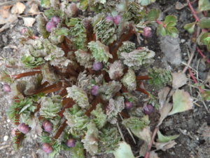 2019.05.18 Красивоцвет, или Рутовник(Callianthemum) _  DSCF3488.JPG
