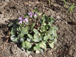 2019.05.18 Сольданелла_ DSCF3459.JPG