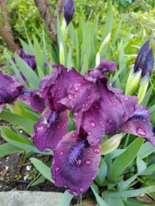 IMG_20190511_195155.jpg