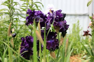 IMG_7767.JPG