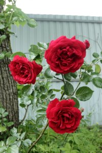 IMG_7794.JPG