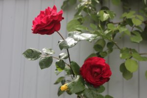 IMG_7797.JPG